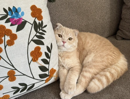 Scottish fold oğlumuza eş aramaktayız