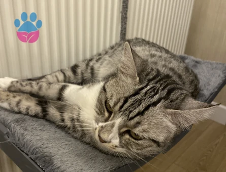 5 yaşında dişi kedi Ankara