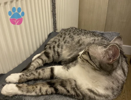 5 yaşında dişi kedi Ankara