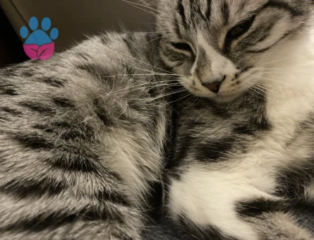 5 yaşında dişi kedi Ankara