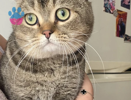 British Erkek kedim için eş arıyoruz acilll