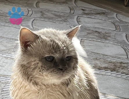 British kedime eş arıyorum