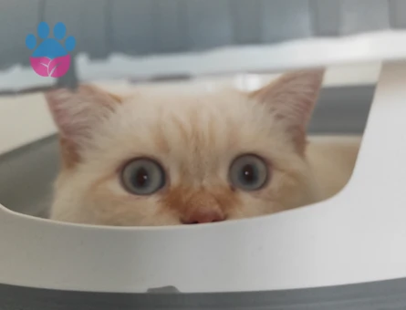 British sorthair Beyaz Erkek Kedime Eş Arıyorum