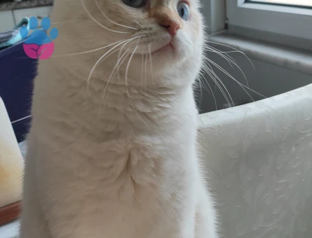 British sorthair Beyaz Erkek Kedime Eş Arıyorum