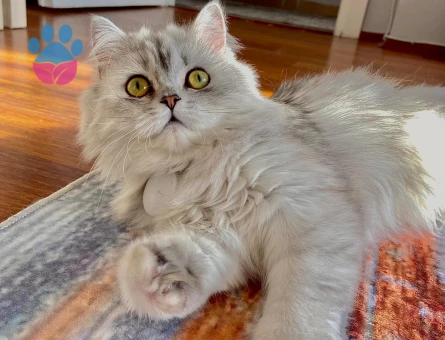 Secereli kedimiz için erkek arıyoruz