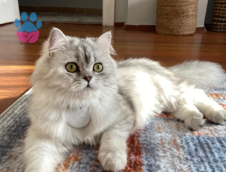 Secereli kedimiz için erkek arıyoruz