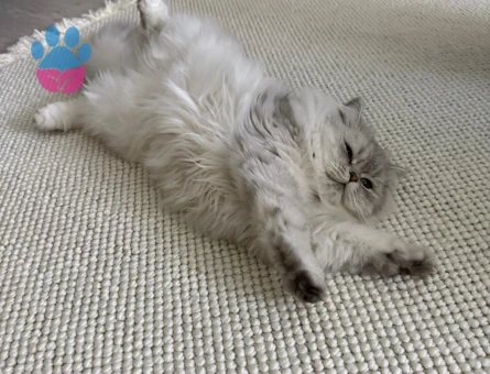 Secereli kedimiz için erkek arıyoruz