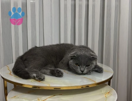 Kedim kızgınlıkta erkek british arıyorum.