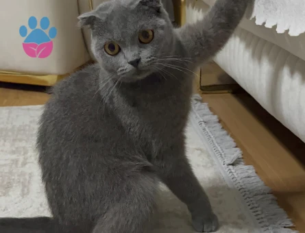 Kedim kızgınlıkta erkek british arıyorum.