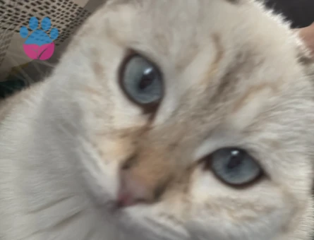 British Shorthair Prensese prens arıyoruz