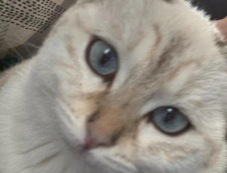 British Shorthair Prensese prens arıyoruz - 118980983