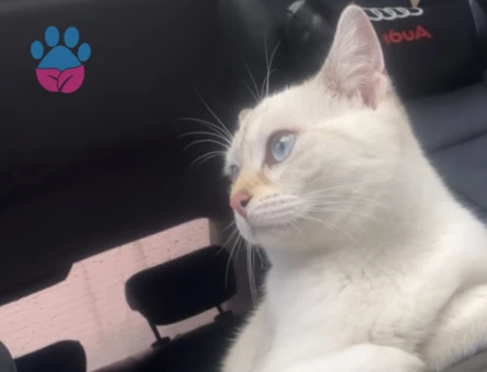 British Shorthair Prensese prens arıyoruz