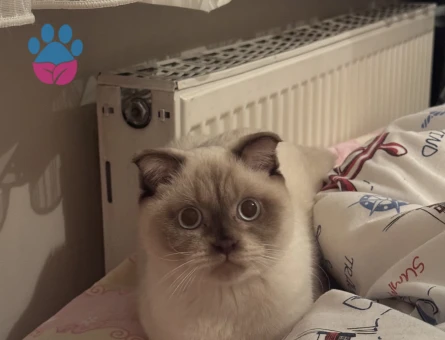 1 yaşında scottish fold erkek kedime eş arıyoruz
