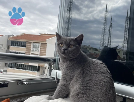 Şuan kızgınlıkta dır eş aranıyor dişi