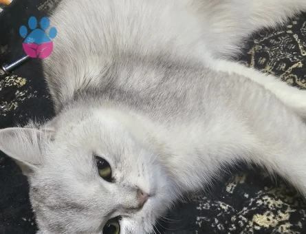 British Shorthair 1 yaşında Kedimize Eş Arıyoruz