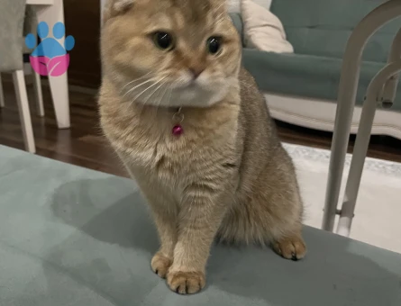 Minnoş kızımıza eş arıyoruz