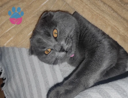 Kızımıza eş arıyoruz