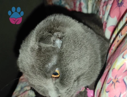 Kızımıza eş arıyoruz