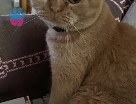 Oğlumuza gelin adayı arıyoruz