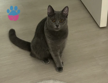 British Shorthair Sushi