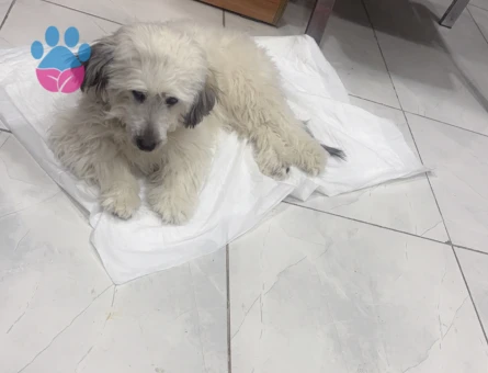 Kızıma eş arıyorum