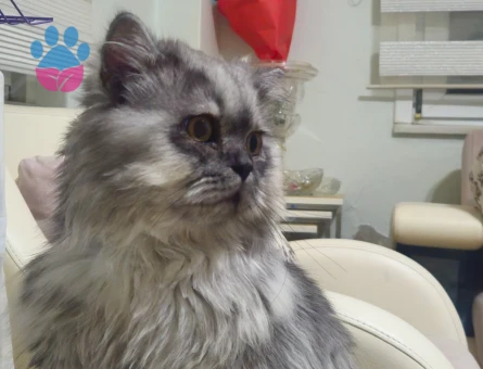 British Longhair Oğlum Nikoya Eş arıyorum