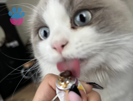 Ragdoll Kedime Eş Arıyorum 1 Yaşında