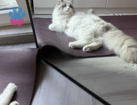 Ragdoll Kedime Eş Arıyorum 1 Yaşında