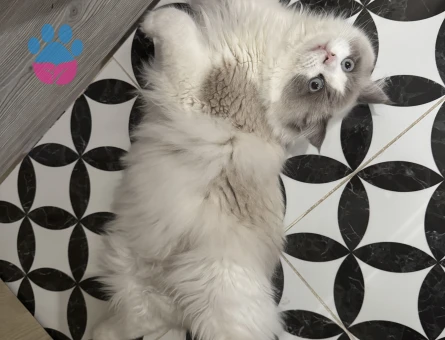 Ragdoll Kedime Eş Arıyorum 1 Yaşında