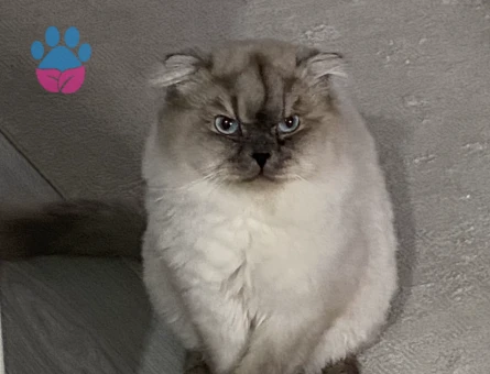 British Shorthair 1 Yaşında Eş Arıyor
