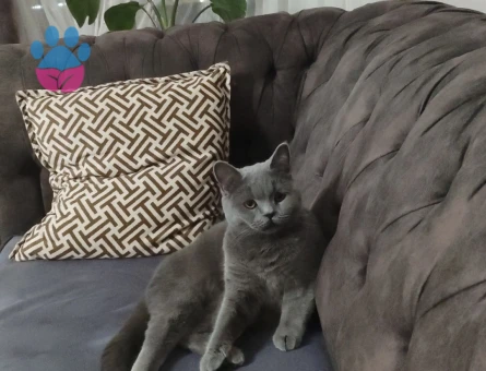British Longhair Kızıma eş arıyorum