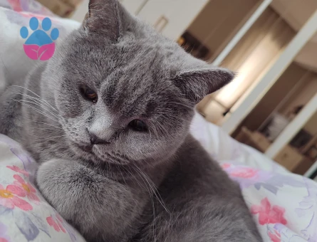 British Longhair Kızıma eş arıyorum