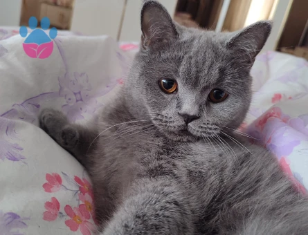 British Longhair Kızıma eş arıyorum