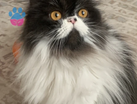 Kızıma eş arıyorum