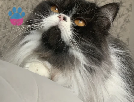 Kızıma eş arıyorum