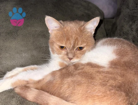 Dişi Kedime Erkek Eş Arıyoruz