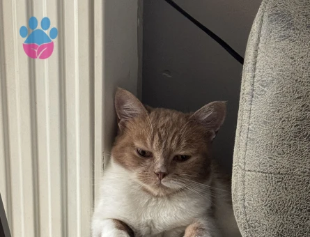 Dişi Kedime Erkek Eş Arıyoruz