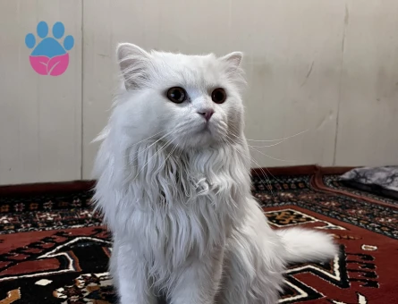 Oğlumuza eş adayı arıyoruz