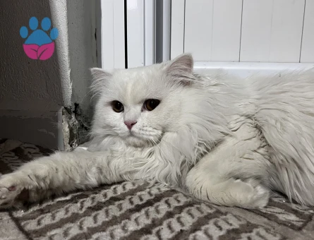 Oğlumuza eş adayı arıyoruz