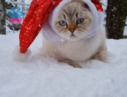 British Shorthair Kızımıza damat arıyoruz