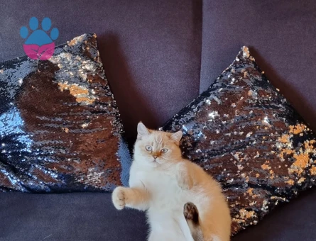 British Shorthair Kızımıza damat arıyoruz