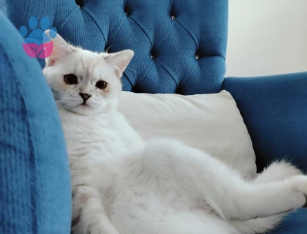 British Shorthair Ns1133 açık mavi gözlü beyaz