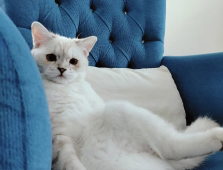 British Shorthair Ns1133 açık mavi gözlü beyaz - 118981636
