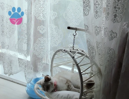 British Shorthair Ns1133 açık mavi gözlü beyaz