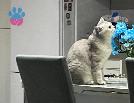 British Shorthair Pırıl Eş Arıyor
