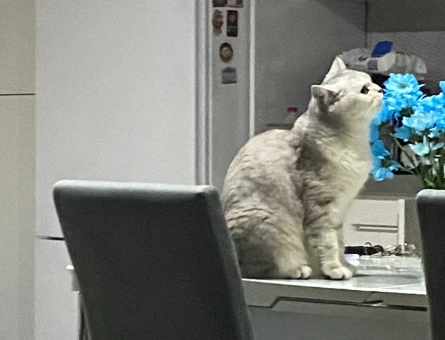 British Shorthair Pırıl Eş Arıyor - 118981638
