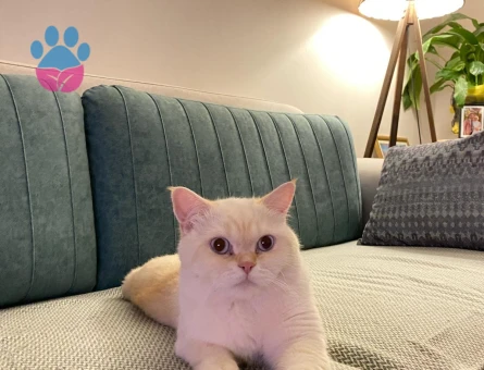 British Shorthair Behlül Eş Arıyor