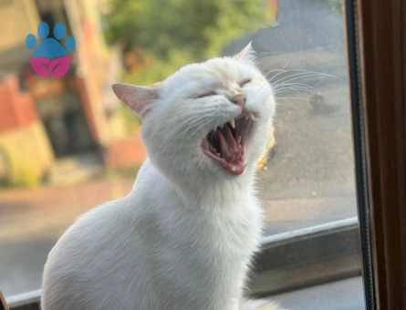 British Shorthair Behlül Eş Arıyor