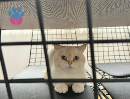 British Shorthair Behlül Eş Arıyor