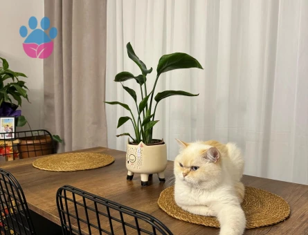 British Shorthair Behlül Eş Arıyor